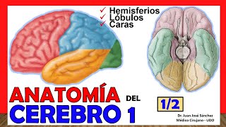 🥇 ANATOMÍA DEL CEREBRO 12 Telencéfalo ¡Explicación Sencilla [upl. by Pius]