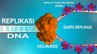 PROSES REPLIKASI DNA [upl. by Julissa324]