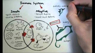 Immunology Overview [upl. by Euqinomod]