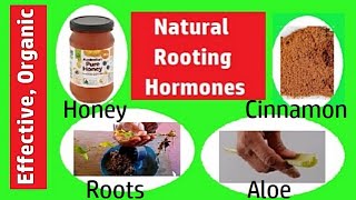 Homemade Rooting Hormone Natural Rooting Hormone at Home [upl. by Phillie]