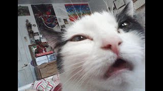 Funny Sneezing Cats Compilation [upl. by Tobey475]