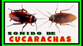 🔴 Sonido de las CUCARACHAS Las CUCARACHAS Hacen RuidoCockroach SoundCockroach Sound Effect [upl. by Sterling510]