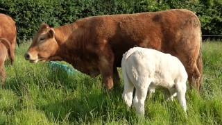 Limousin and Charolais [upl. by Pickford990]