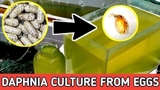 HOW TO HATCH DAPHNIA EGGS  HOW TO CULTURE DAPHNIA [upl. by Aelhsa]