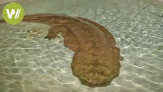 200yearold giant salamander discovered in China [upl. by Esirehs]