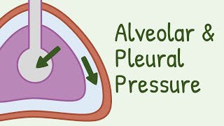 Alveolar Pressure and Pleural Pressure [upl. by Menell]