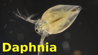 Daphnia [upl. by Melly]