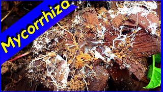 Mycelium Growth  Wood Chips Mycorrhiza Fungi [upl. by Phillipe]