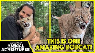 Meet the FRIENDLIEST BOBCAT in the world [upl. by Nihcas]