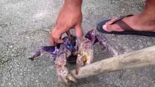 Coconut Crab Crushes Stick2 [upl. by Ailero135]