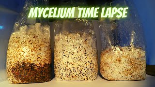 Mycelium Time Lapse [upl. by Jammal170]