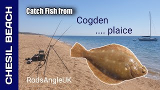 Catch Fish from Chesil Beach COGDEN … plaice [upl. by Auop341]