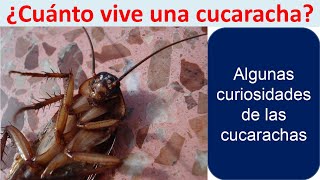 Cuanto vive una cucaracha [upl. by Eicyal693]