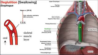 The Esophagus EXPLAINED [upl. by Laup381]