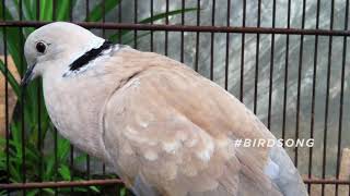 Ring necked Dove Call  Bird Sounds [upl. by Accemahs784]