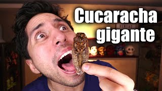 PROBANDO CUCARACHA GIGANTE [upl. by Cosette]