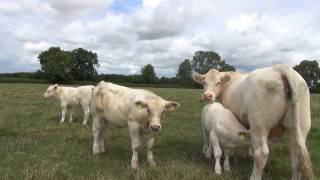 Cockerington Poll Charolais Cattle 2016 [upl. by Yorgerg]