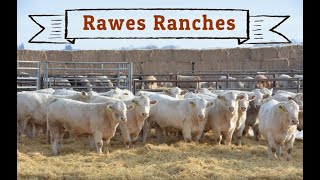 Rawe Ranch Charolais Bulls 2018 [upl. by Banyaz80]