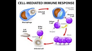 Microbiology of Cell Mediated Immunity [upl. by Aicirtak]