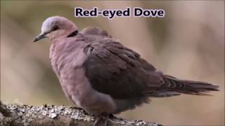 7 dove calls of the Eastern Cape [upl. by Ferree]