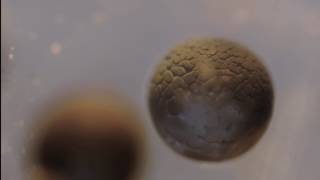 Cell Division Time lapse [upl. by Gotthard]