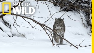 Bobcat Prey  Wild Mississippi [upl. by Bullivant]