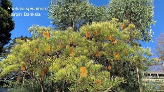 Banksia spinulosa  Hairpin Banksia  Mustsee June 2021 [upl. by Euqinwahs27]