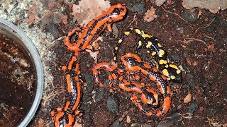 Red Fire Salamanders  Development and Growth Salamandra s terrestris  Rote Feuersalamander [upl. by Narual]