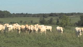 YearRound Cattle Grazing [upl. by Eleahcim]