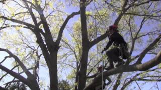 Large Tree Pruning [upl. by Lipsey]