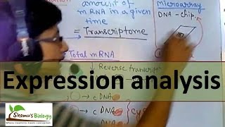 Gene expression analysis [upl. by Asirac408]