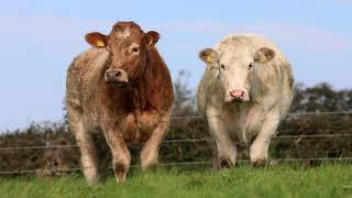 Irish Charolais Cattle Society on Michael Reillys Farm [upl. by Clifton]