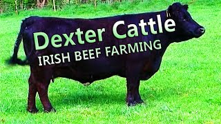 Beef Farming in Ireland  Dexter Cattle [upl. by Aicssej]