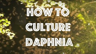 How To Culture Daphnia Magna [upl. by Ataner]