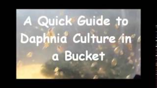 How to culture daphnia outside [upl. by Aihsaei]