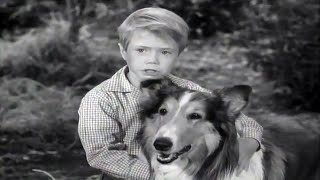 Lassie  Lassies Decision  Full Episodes  Old Cartoons  Videos For Kids 🐕 [upl. by Ailssa265]