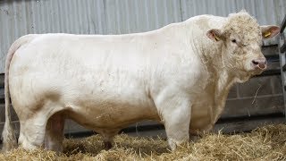 Charolais Beef Cattle  Large Robust WellMuscled [upl. by Yadnus]