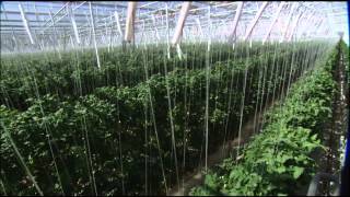 The Future of Farming Hydroponic Tomatoes  SoCal Connected  KCET [upl. by Searle660]