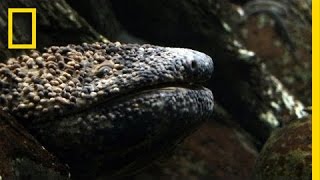 Giant Salamander As Big As a Dog  National Geographic [upl. by Deegan21]