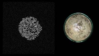 MYCELIUM  Growth  timelapse [upl. by Chad]