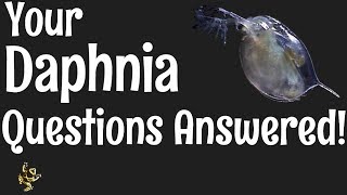 Daphnia Questions Answered [upl. by Leicester150]