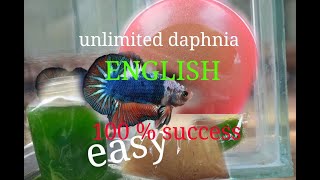 daphnia moina culture Easy way Unlimited production English  with sub Green water Chlorella [upl. by Allys]