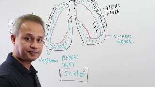 Overview of The Pleural Cavity [upl. by Nosremaj]