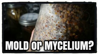 Mold or Mycelium Growing Oyster Mushrooms [upl. by Calista296]