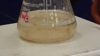 Synthesis of Acetanilide [upl. by Larena608]