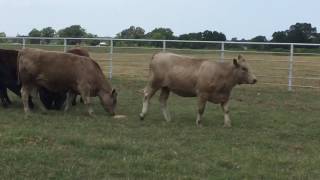 CharolaisAngus Cross Rep Heifers [upl. by Eremaj]