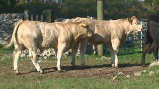 Charolais Suckler Calves from an Upland Farm [upl. by Anivla955]