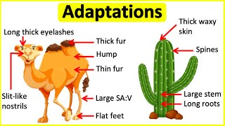 Adaptations 🐫🌵 Behavioural Physiological amp structural adaptations  Learn with examples [upl. by Yasui]