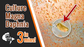 How to culture DAPHNIA MAGNA  The easy way [upl. by Hay919]