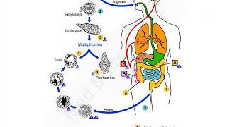 Entamoeba histolytica lecture [upl. by Sissy575]